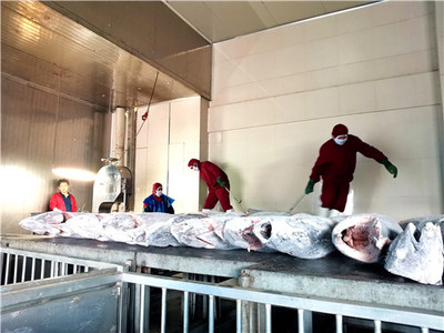 超低溫冷凍的金槍魚出冷庫后,工人們要先對它們進(jìn)行分揀。(記者 陶相銀 攝)