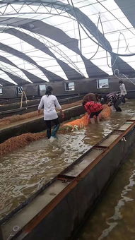 呂四呂濱村 濱至如歸 推動(dòng)水產(chǎn)品加工