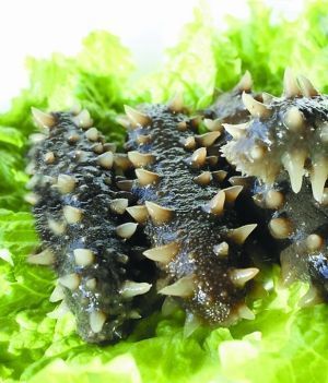 供應(yīng)大連即食海參價(jià)格,即食海參批發(fā),即食海參價(jià)格,_冷凍粗加工水產(chǎn)品_世界工廠網(wǎng)