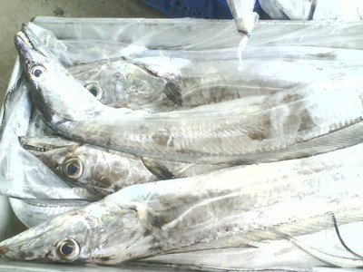 福建帶魚01-宏源水產(chǎn)冷凍加工廠