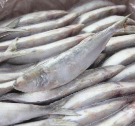 水產品冷凍加工法