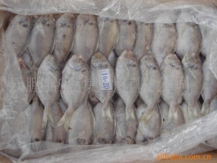 冷凍粗加工水產品-供應粗加工冷凍水產品 肉鯧70/90-冷凍粗加工水產品盡在阿里.