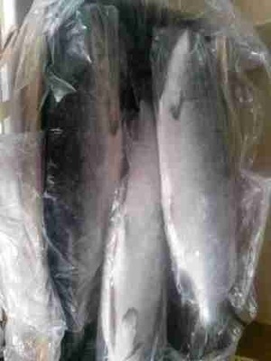 批發供應冷凍粗加工水產品凍三文魚 新鮮海鮮日式料理 圖片_高清大圖 