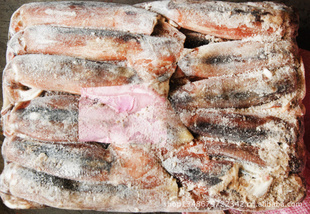 【廣州哪里批發冷凍魷魚】價格、產品供應,廣州哪里批發冷凍魷魚廠家批發列表2-1024商務網