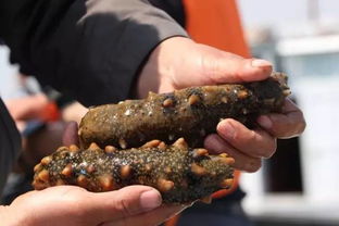 從賣原料到海洋食品名城 榮成40年海洋經濟發展之海產品加工篇