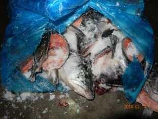 冷凍粗加工水產品-供應三文魚頭10噸-冷凍粗加工水產品盡在阿里巴巴-佳木斯市郊區.