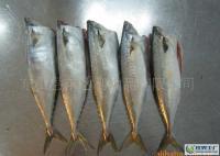 海鮮冷凍水產品 二去鯖魚[供應]_粗加工水產品_世界工廠網中國產品信息庫