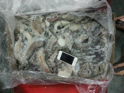 冷凍粗加工水產品-冷凍 魷魚腿 質量好102202海產品-冷凍粗加工.