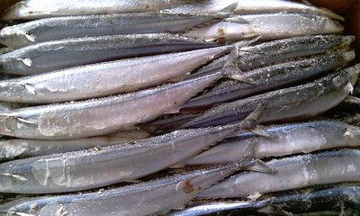 冷凍粗加工水產品-我司現有秋刀魚出售,有需要的客戶請與我們聯系-冷凍粗加工水產品.