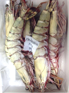 優質活剝無頭野生黑虎蝦 酒店 料理壽司店必備食材 一手貨源_冷凍粗加工水產品_鮮活水產加工制品_食品飲料_供應_炎黃商貿網