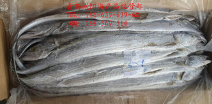 冷凍粗加工水產品-現貨批發也門釣帶/ 二等釣帶 500/700g 福利好禮 (.