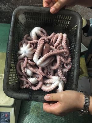 【巨匠日本料理】_巨匠日本料理廠家_巨匠日本料理批發市場 