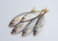 供應(yīng)竹夾魚