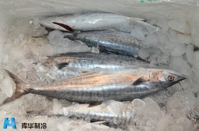 水產冷庫制作冷凍速凍魚肉冷庫