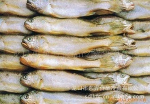 龍口海產公司_冷凍粗加工水產品_龍口海產公司批發_龍口海產公司供應_阿里巴巴