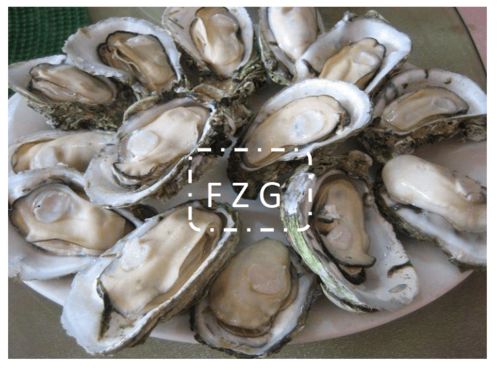 海鮮凍干機(jī)在生蠔凍干加工生產(chǎn)技術(shù)應(yīng)用