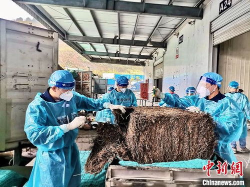 南寧海關推進互市商品 落地加工 改革 加快邊境地區貿易發展