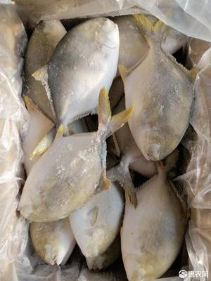 [金鯧魚凍金鯧魚 金鯧魚原全整條冷凍水產(chǎn)海鮮食品類加工經(jīng)銷批發(fā)價(jià)格廣價(jià)格280元/箱