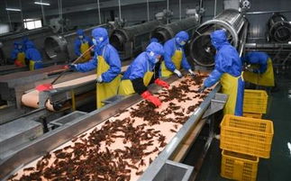 湖北中蝦農(nóng)業(yè) 龍蝦產(chǎn)業(yè)生力軍,年加工小龍蝦3萬噸