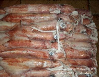 【中港 水產品 印度魷魚 冷凍粗加工水產品】價格,廠家,圖片,鮮活/冷凍水產,中港(福建)水產食品-