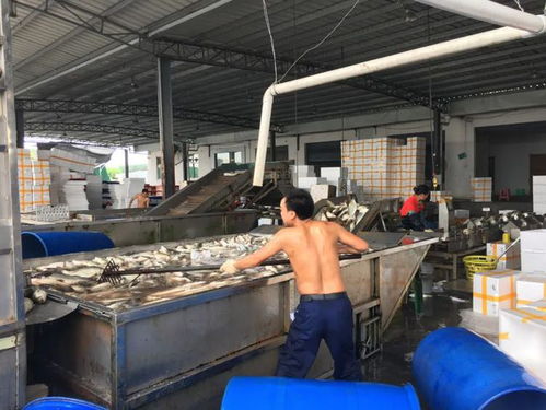 今年大規格商品魚需求增加,加工廠存貨偏少,海鱸12月有望破11元 斤