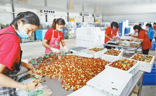 市內生鮮冷鏈配送漸成規模