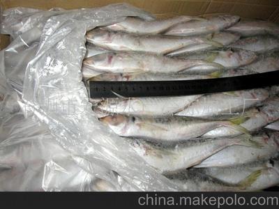冷凍巴浪魚與竹莢魚批發指南 規格、圖片與石獅宏源水產供應