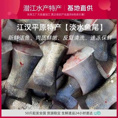 灰鰱魚的特點與冷凍肉批發市場分析