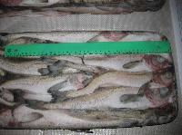 俄羅斯明太魚冷凍肉批發(fā)供應(yīng)詳解